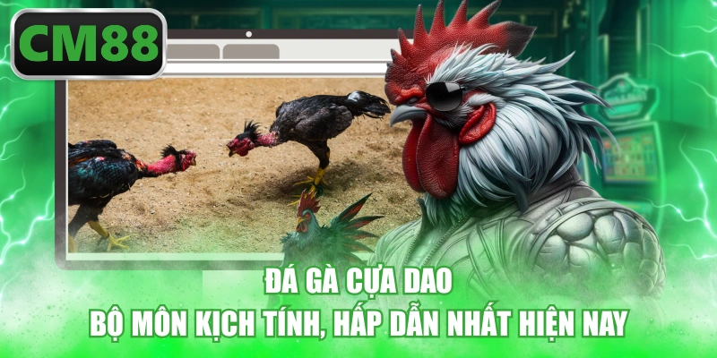 Đá Gà Cựa Dao - Bộ Môn Kịch Tính, Hấp Dẫn Nhất Hiện Nay